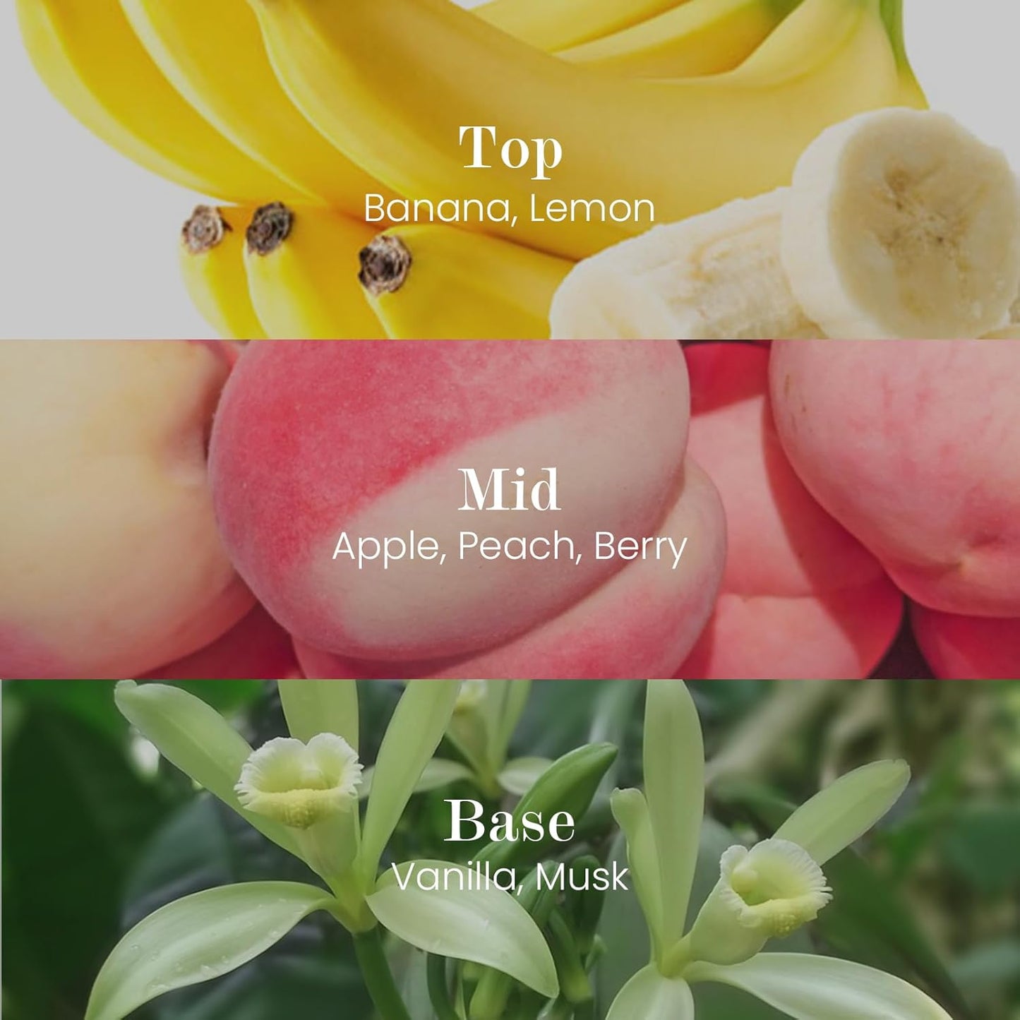 M&SENSE Natural Soy Candle| Foamy Bath | 16.6 oz, 95H Burn | Minimalist Scented Candle for Relaxation, Gifting, Home Décor | for Bedroom, Office, Party Large